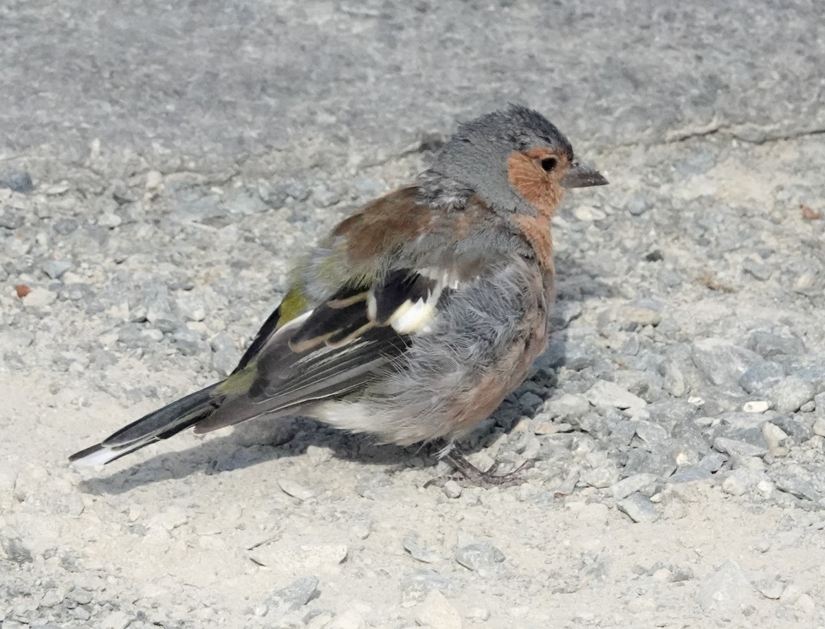 Common Chaffinch - ML618008390