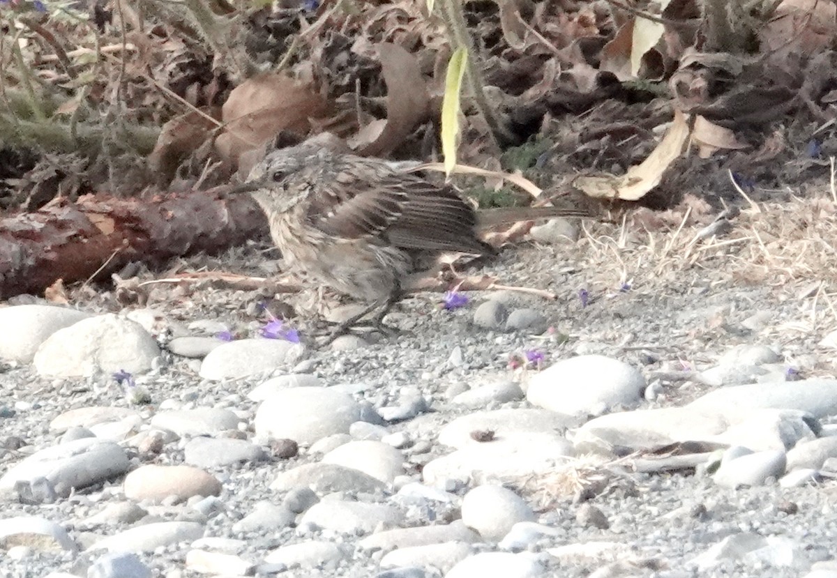 Dunnock - ML618008416