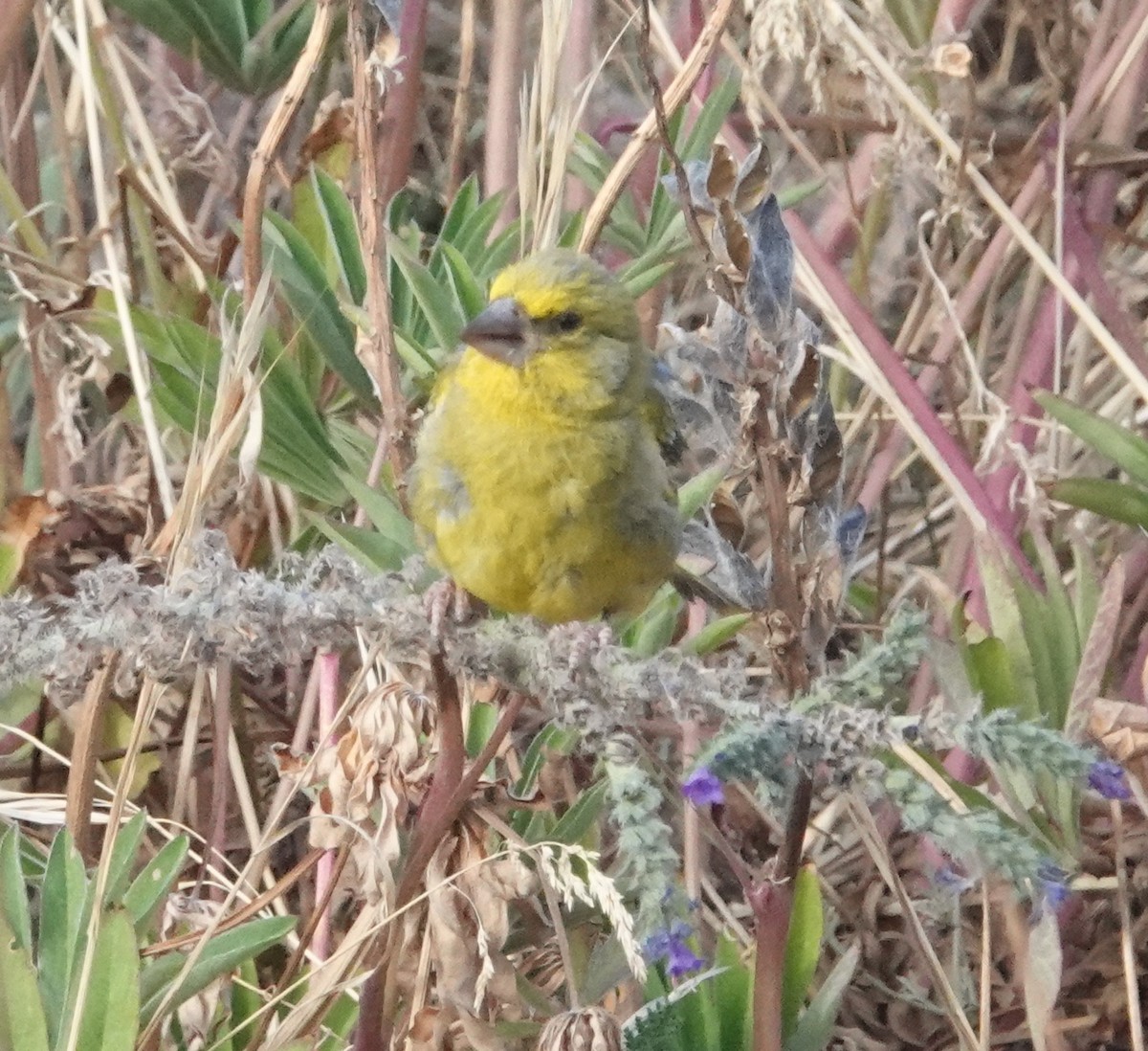 European Greenfinch - ML618008426