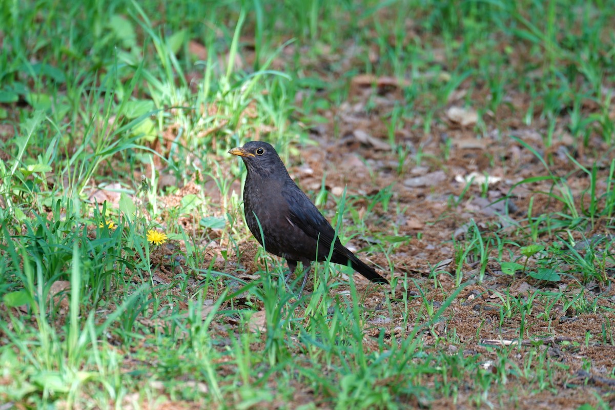 Chinese Blackbird - ML618008485