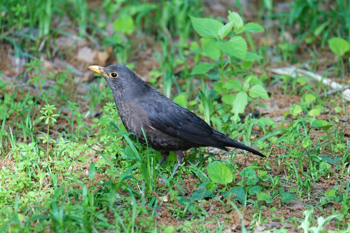 Chinese Blackbird - ML618008486