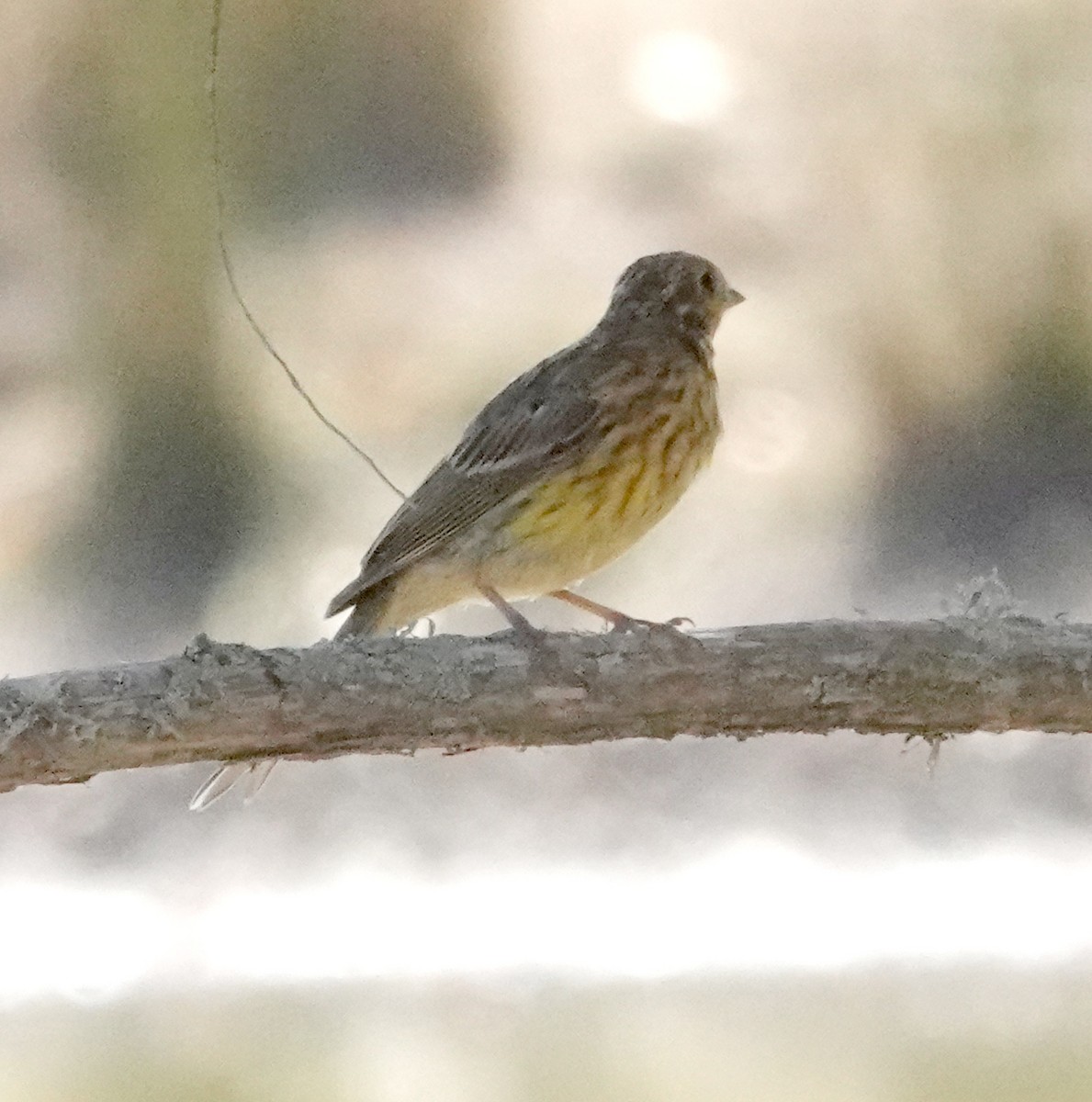 Yellowhammer - ML618008567