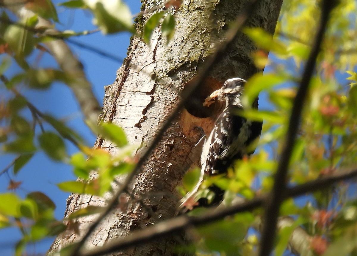 Hairy Woodpecker - ML618008631