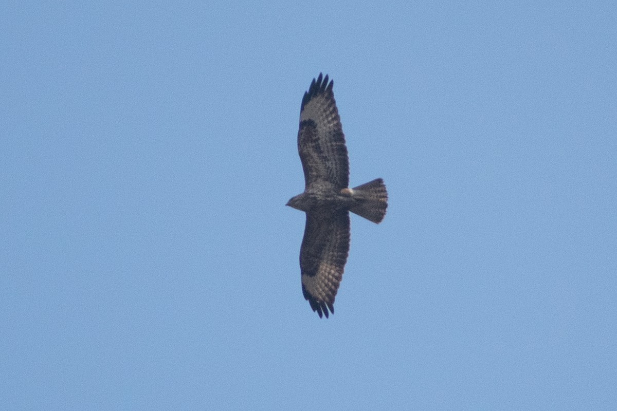 Common Buzzard - ML618008752