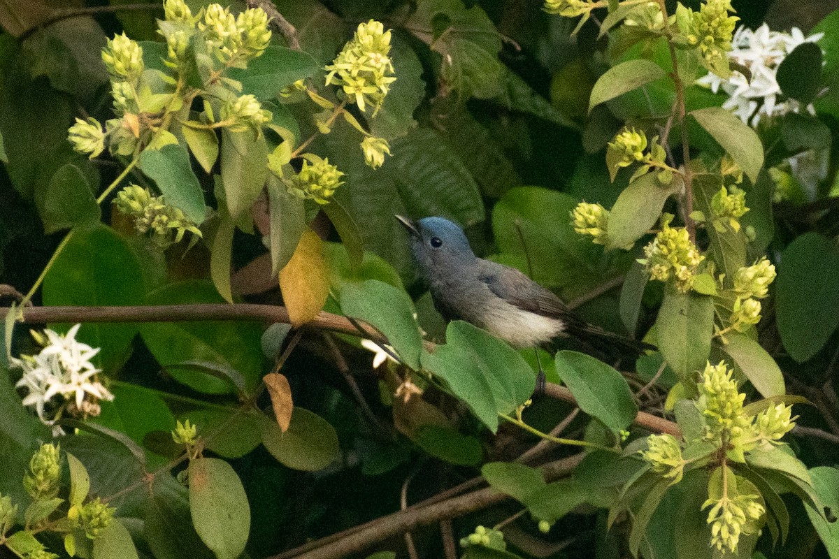 Black-naped Monarch - ML618008764