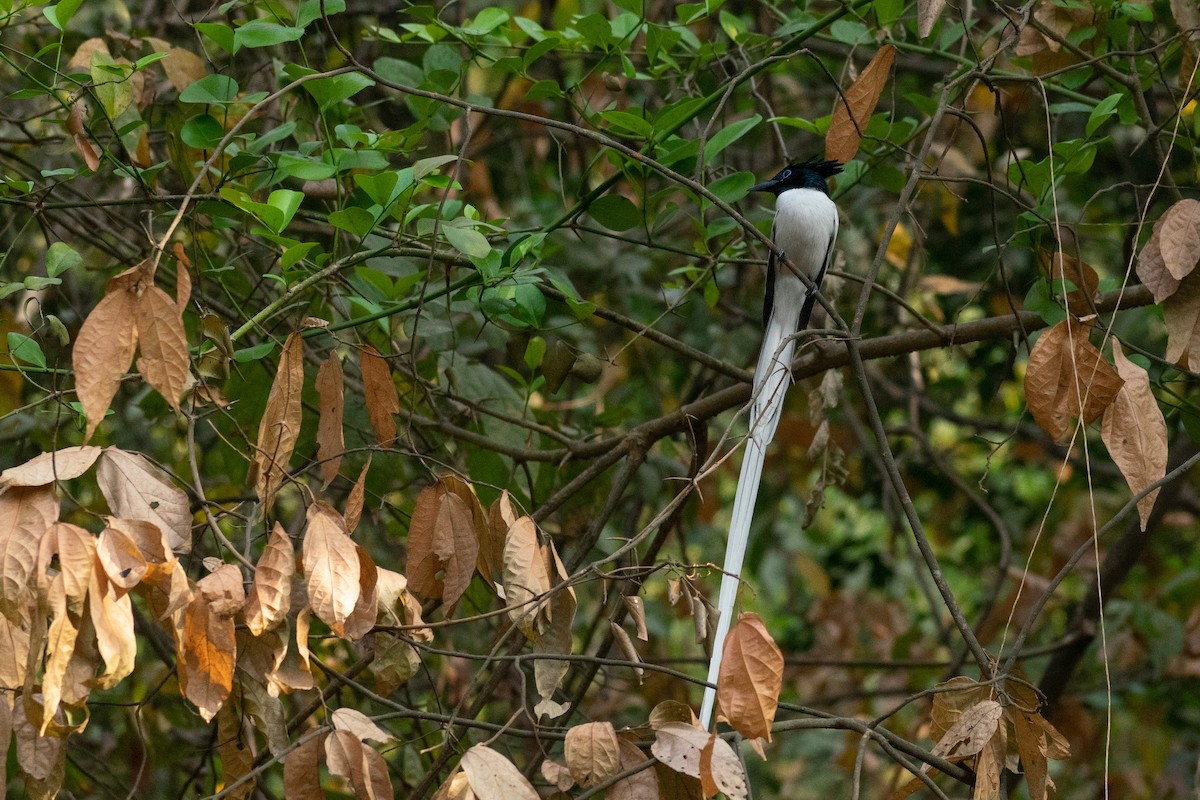 Indian Paradise-Flycatcher - ML618008769