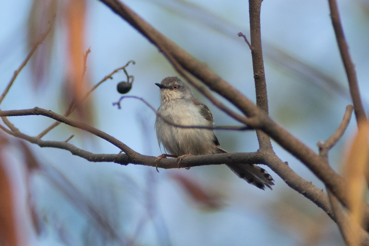 Gray-breasted Prinia - ML618008773