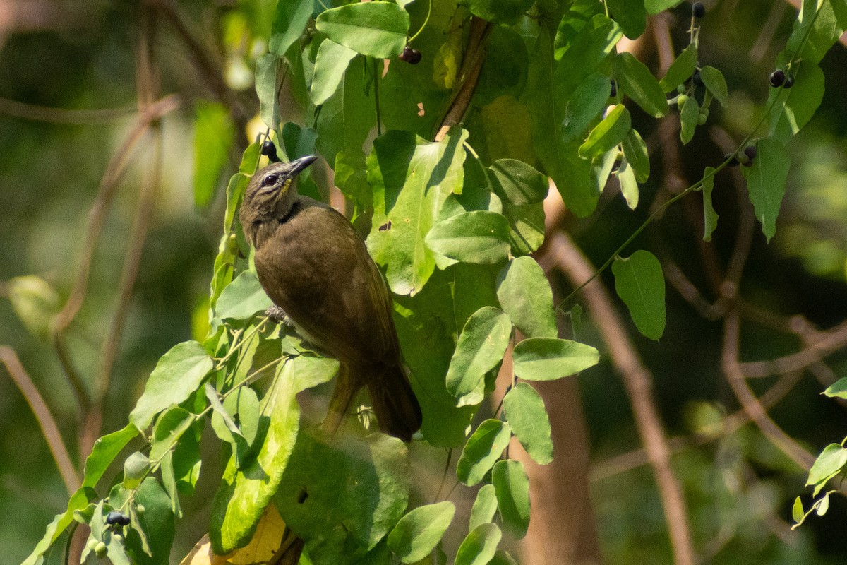 White-browed Bulbul - ML618008775