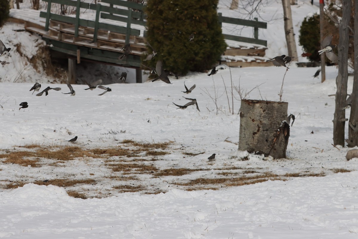 Dark-eyed Junco - ML618008776