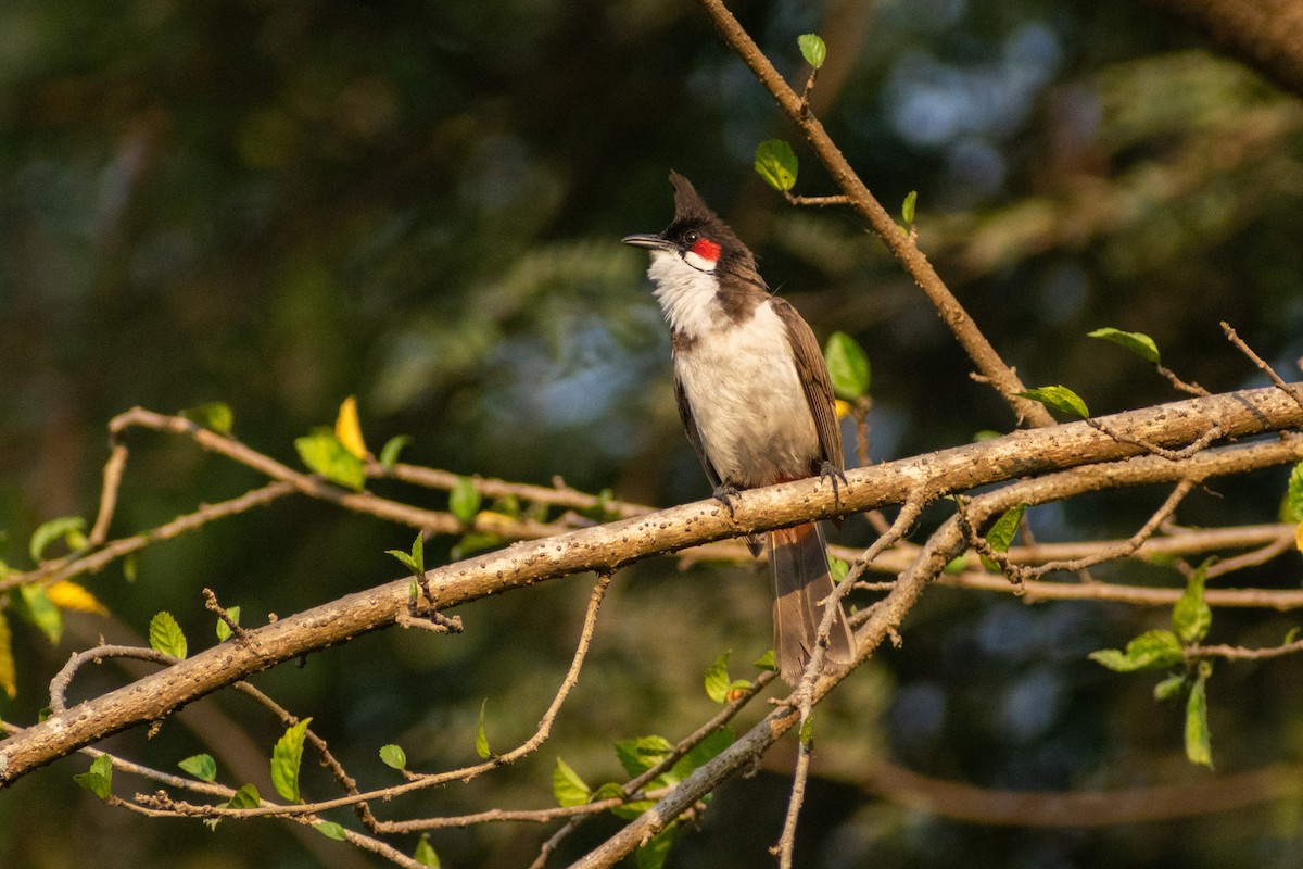 Red-whiskered Bulbul - ML618008777