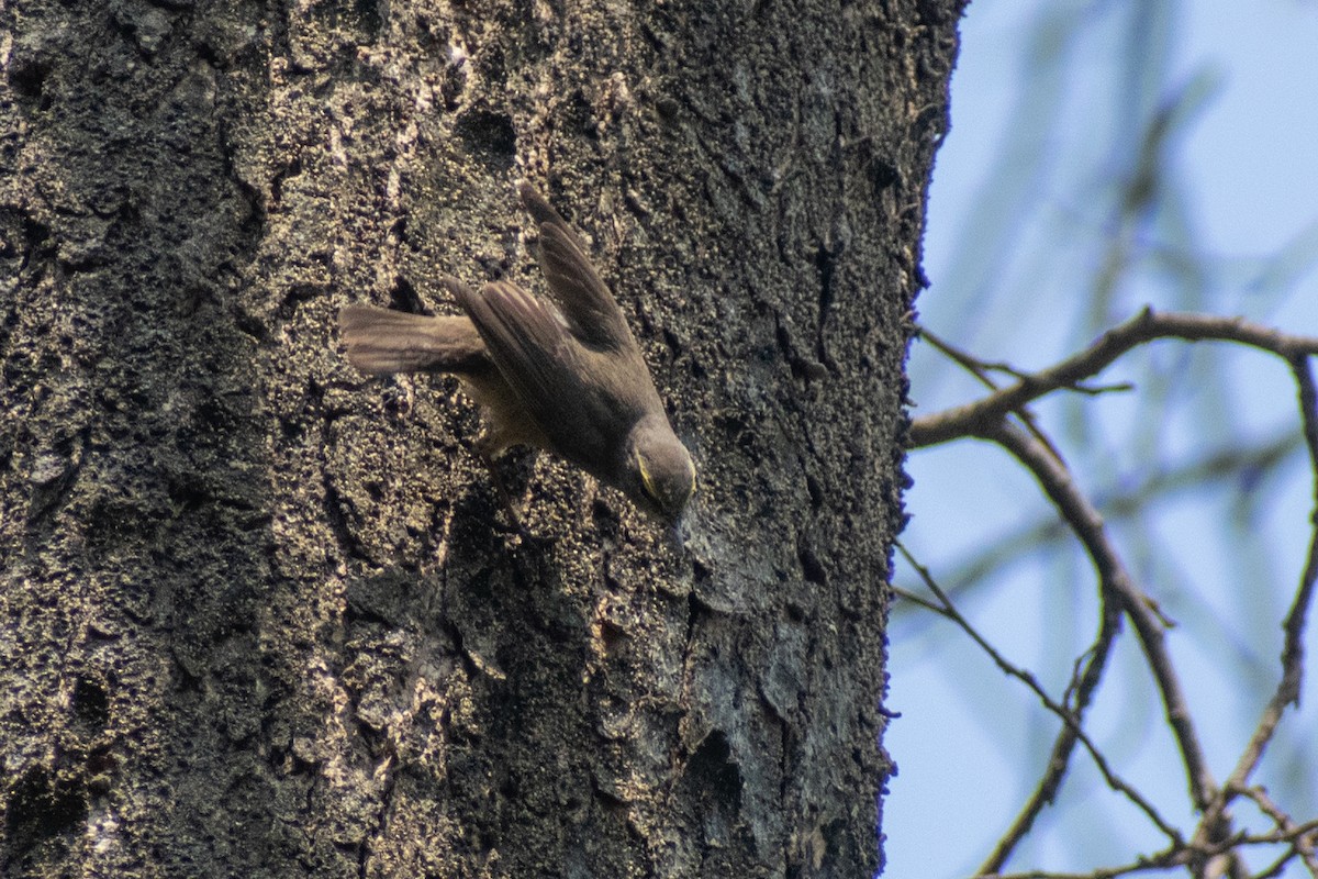 Mosquitero del Pamir - ML618008779