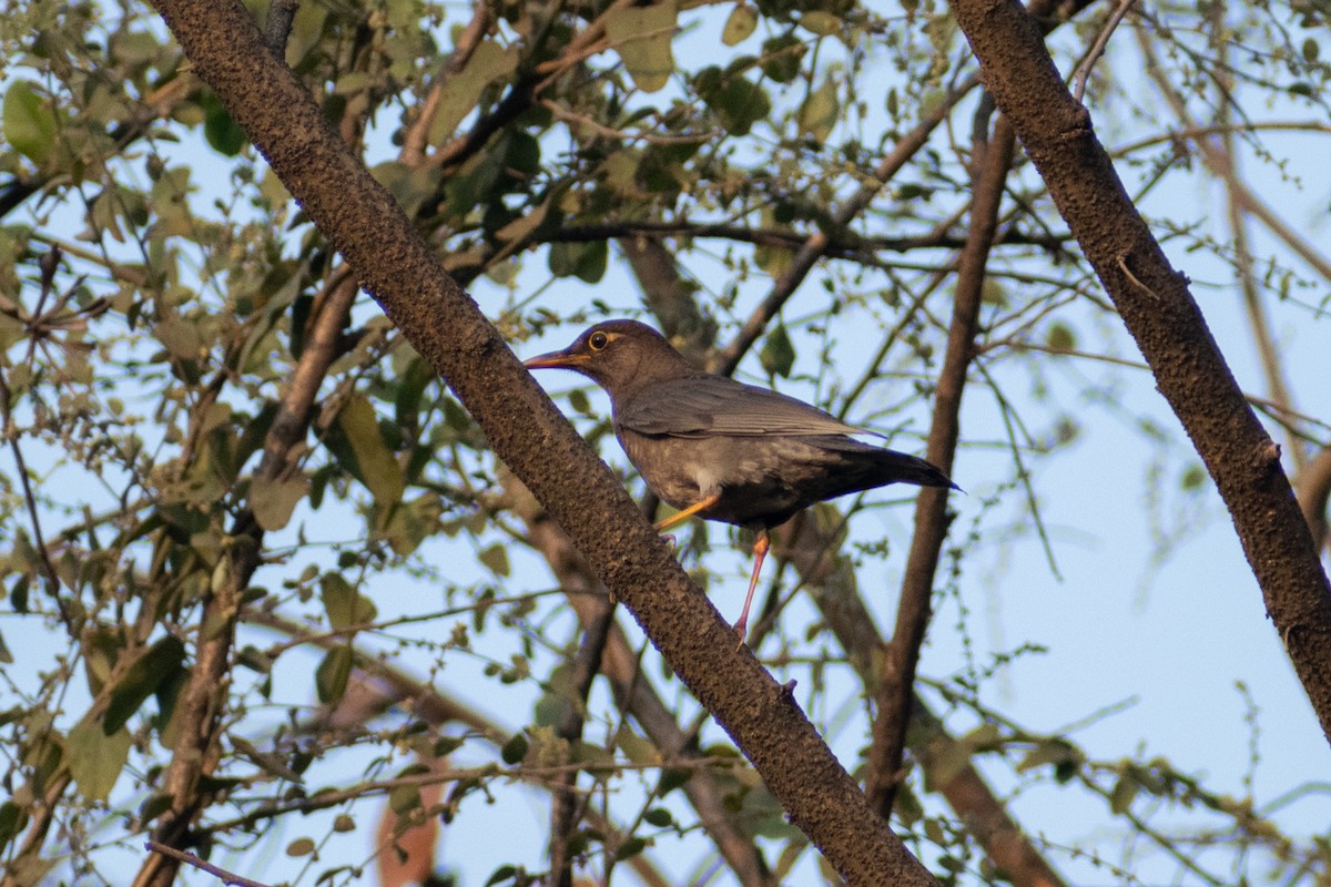 Indian Blackbird - ML618008781