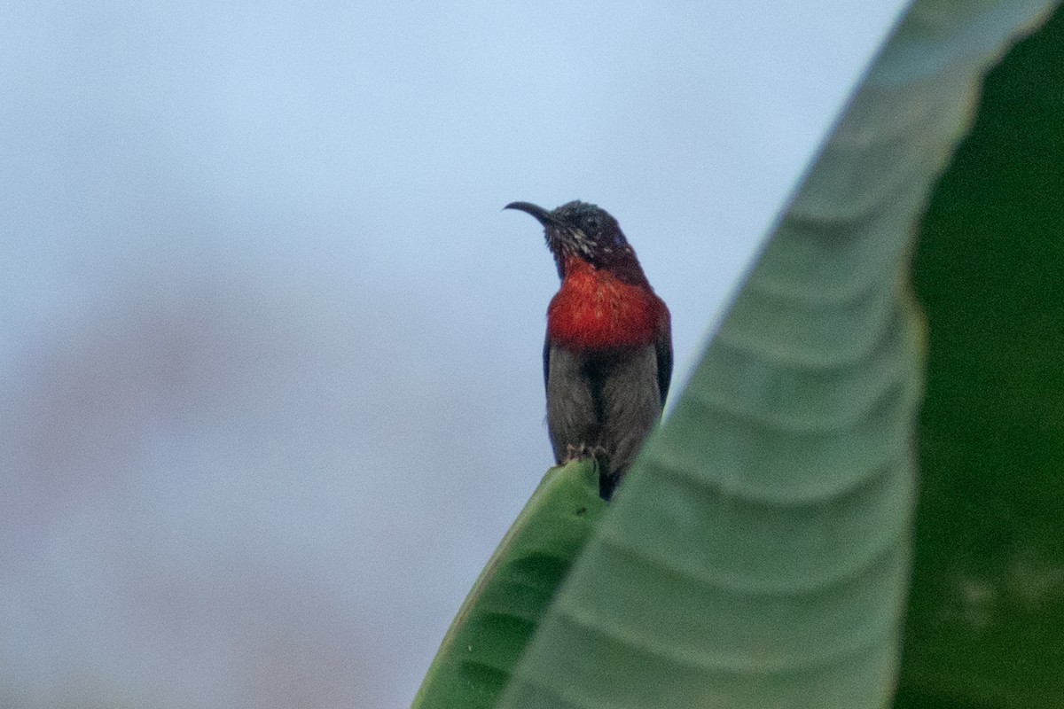 Graubauch-Nektarvogel - ML618008782