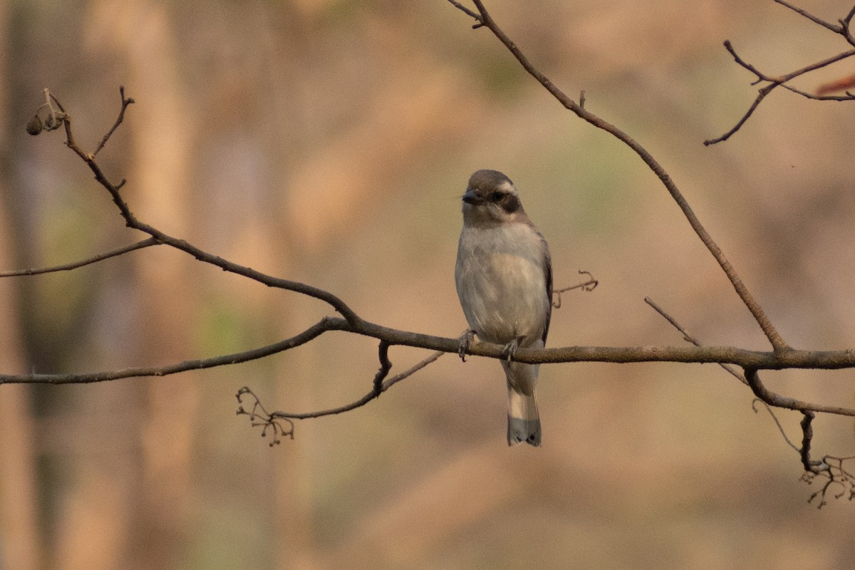 Common Woodshrike - Tuk Tuk