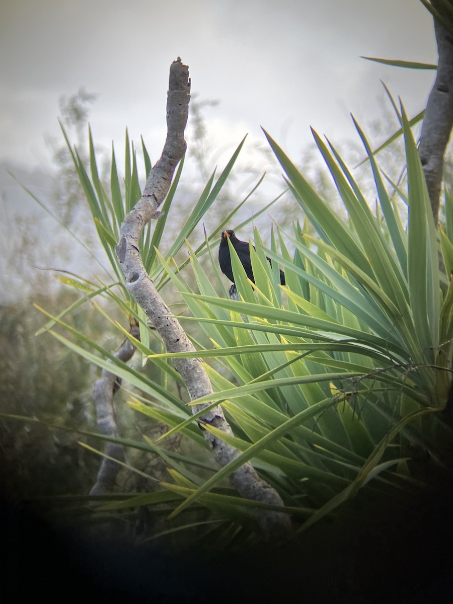 Eurasian Blackbird - ML618008809