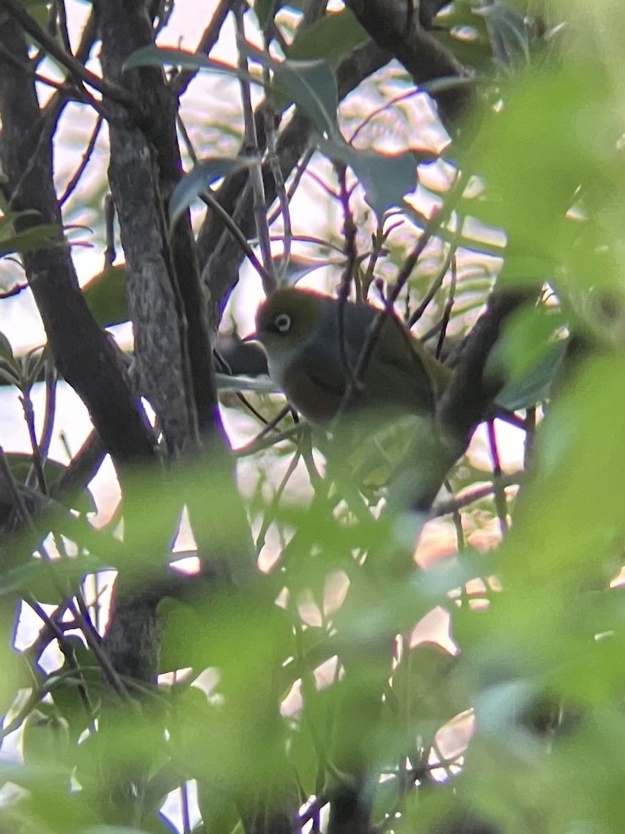 Silvereye - ML618008814