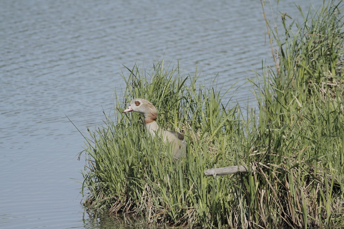 Egyptian Goose - ML618008816