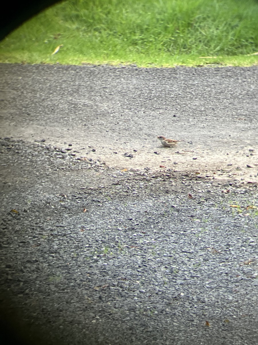 House Sparrow - ML618008819