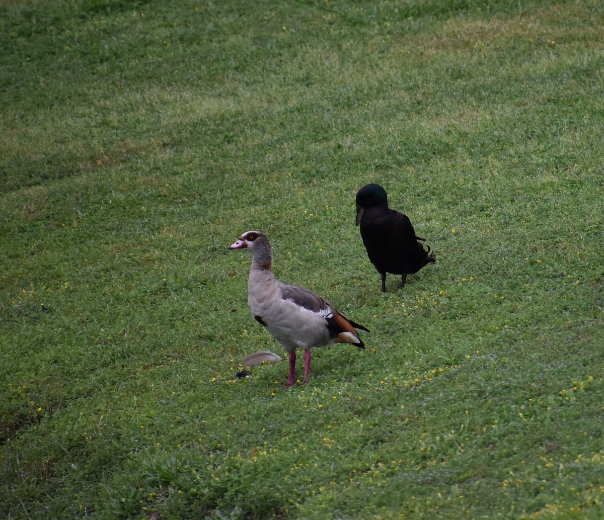 Egyptian Goose - ML618008829