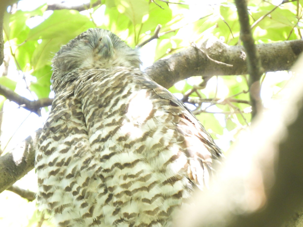 Powerful Owl - ML618008834