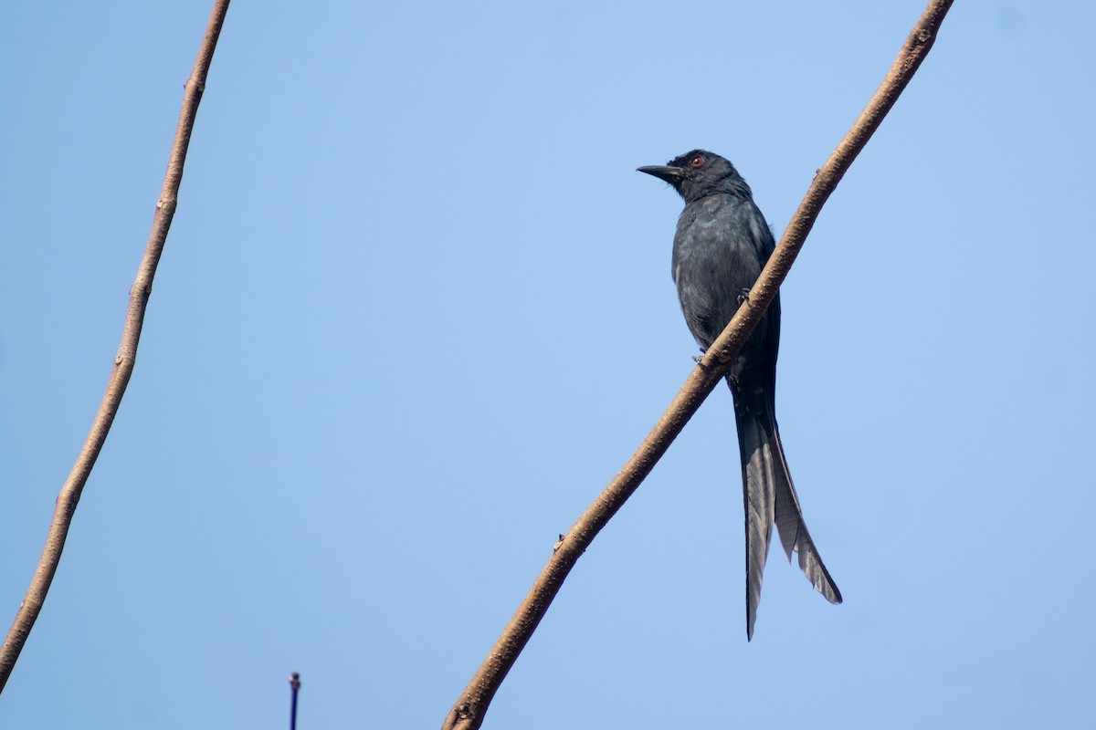 Ashy Drongo - ML618008837