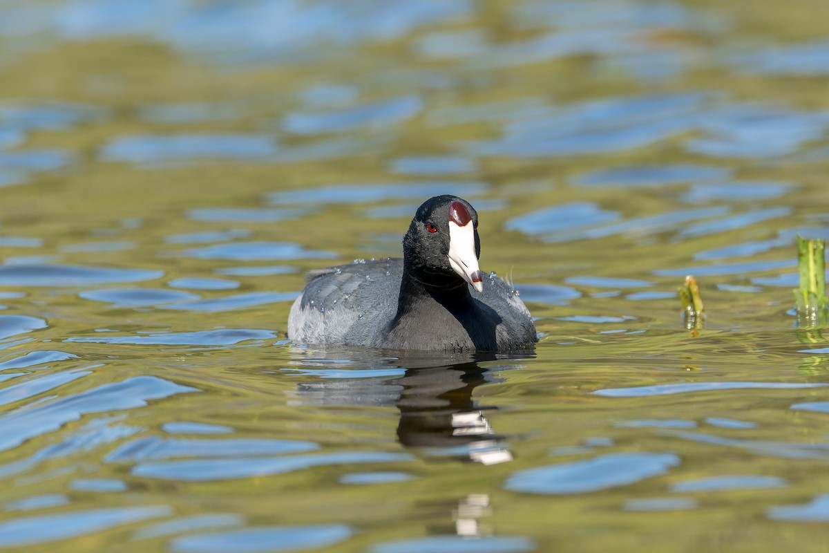 American Coot - Ruslan Balagansky