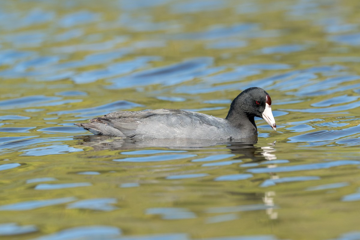 American Coot - Ruslan Balagansky