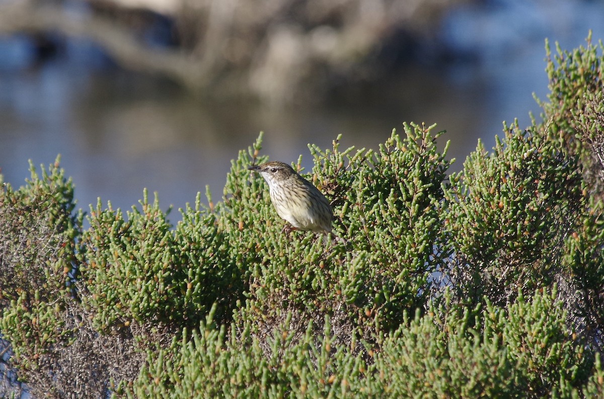 Striated Fieldwren - ML618008949