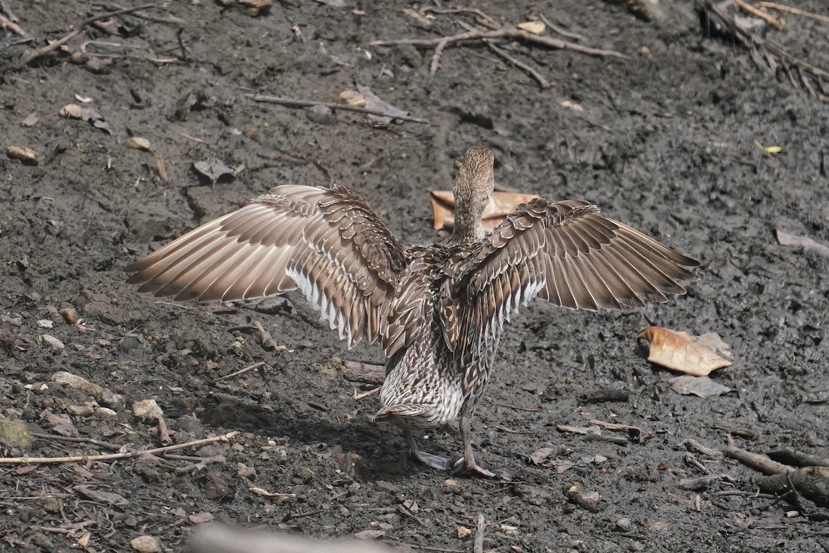 Northern Pintail - ML618008988