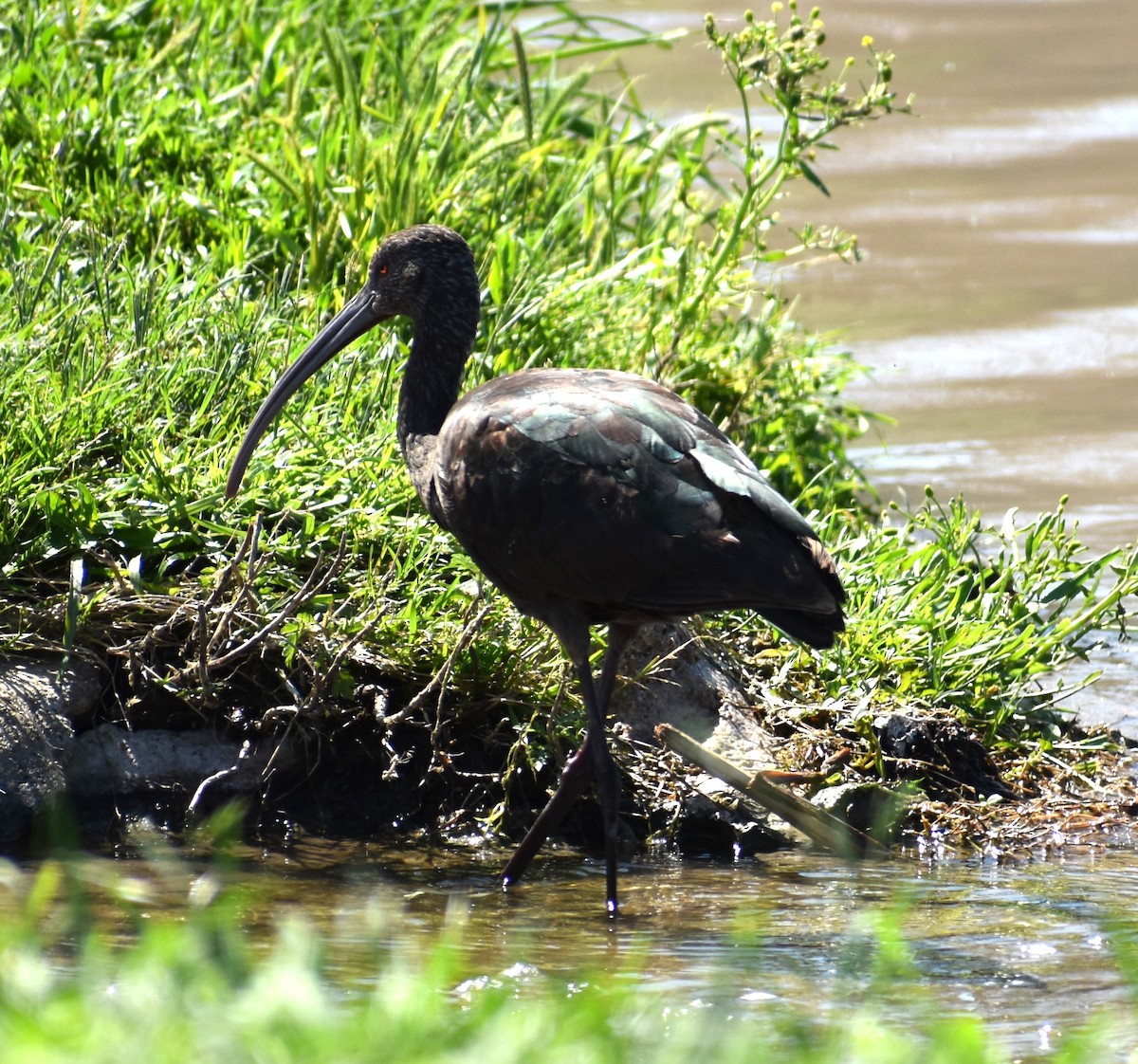 Ibis à face blanche - ML618008991