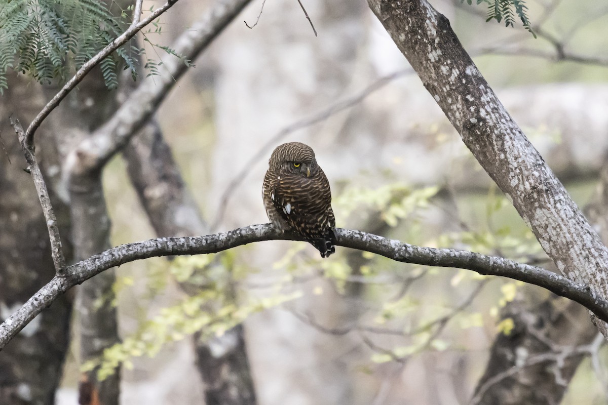 Asian Barred Owlet - ML618008999