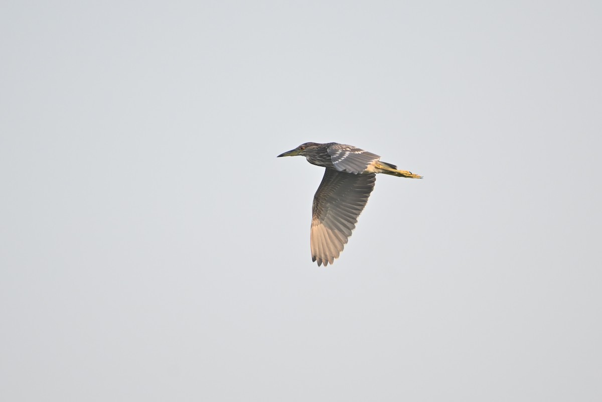 Black-crowned Night Heron - ML618009001