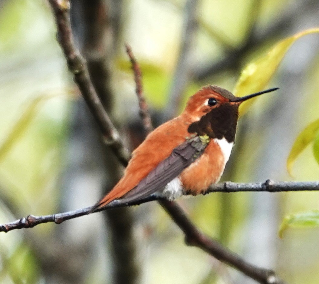 Rufous Hummingbird - ML618009067