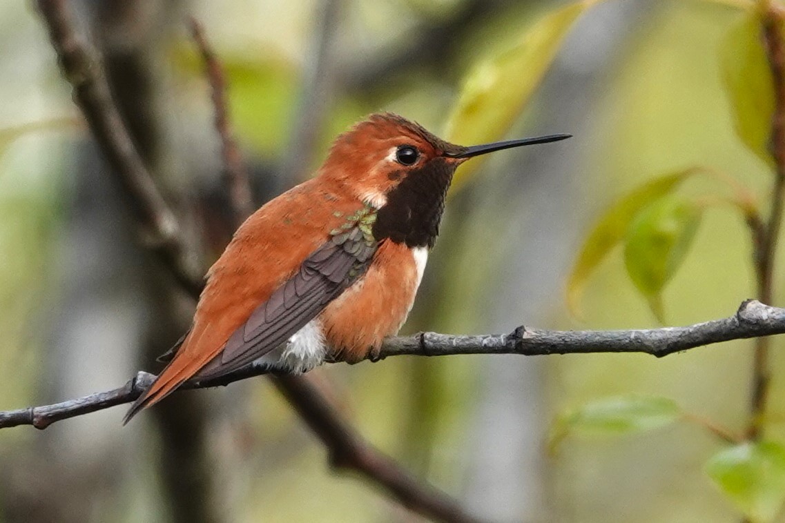 Rufous Hummingbird - ML618009069