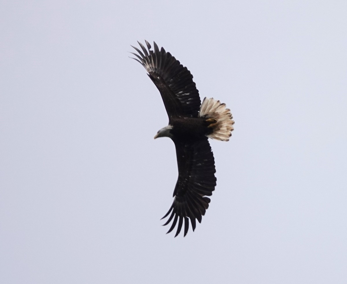 Bald Eagle - ML618009075