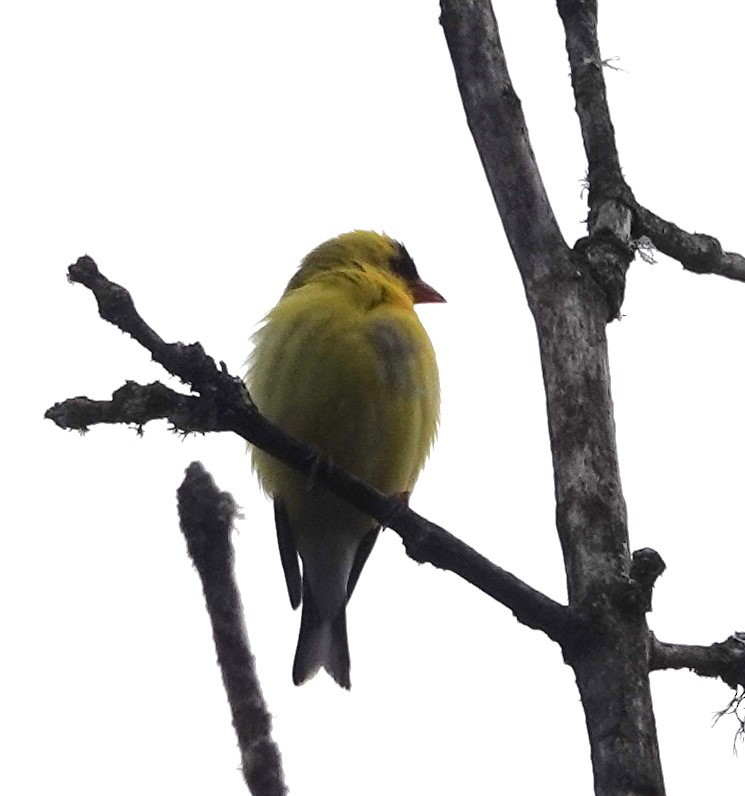 American Goldfinch - franci Holtslander