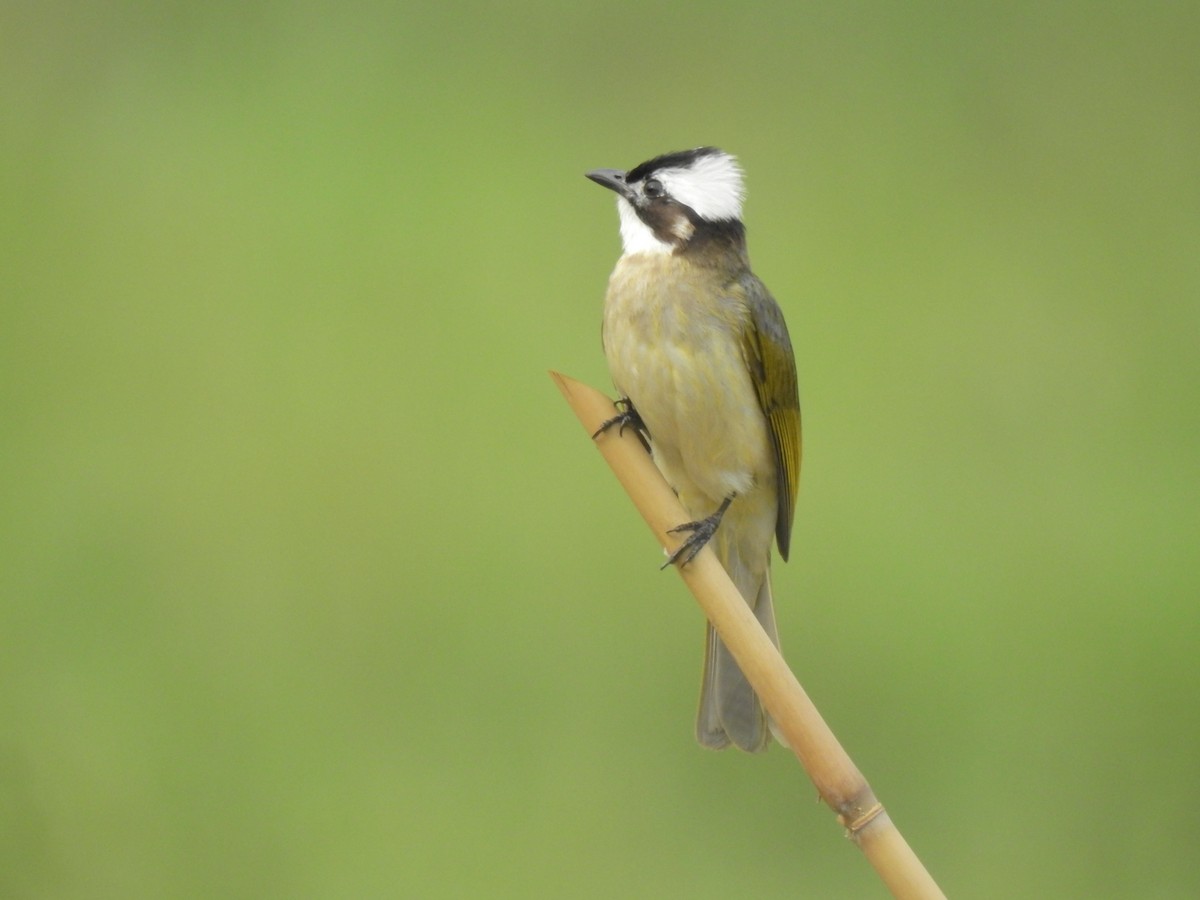 Light-vented Bulbul - Steve Lei