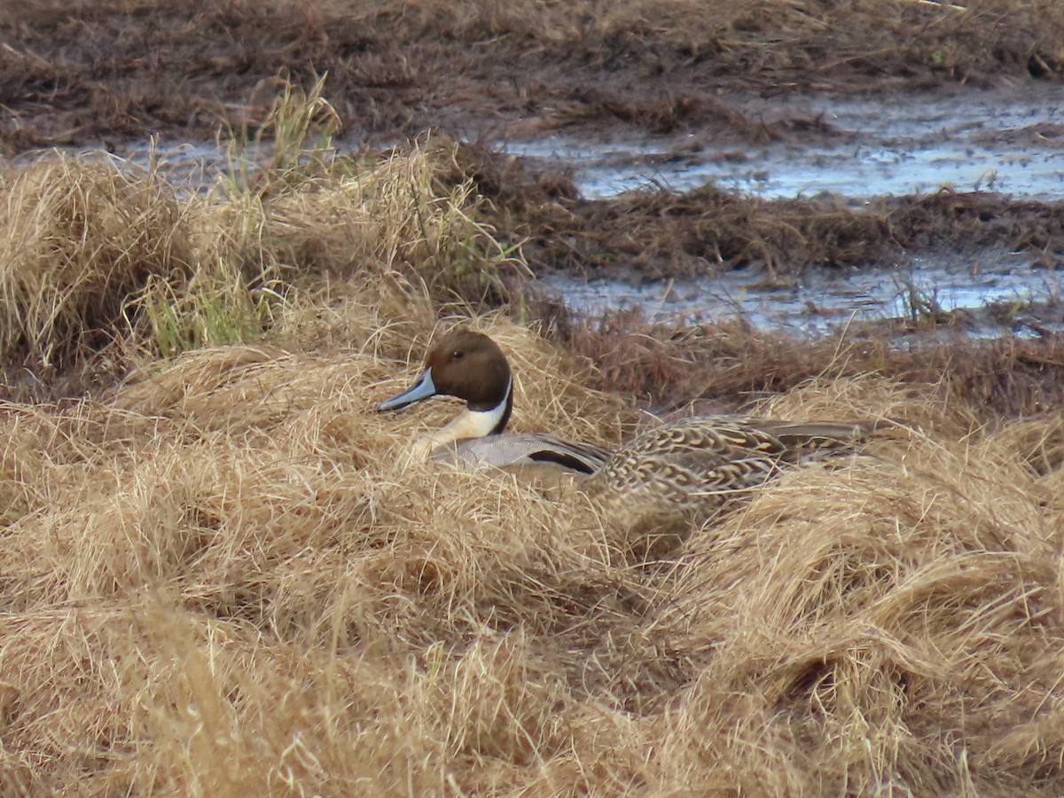 Northern Pintail - Laura Burke