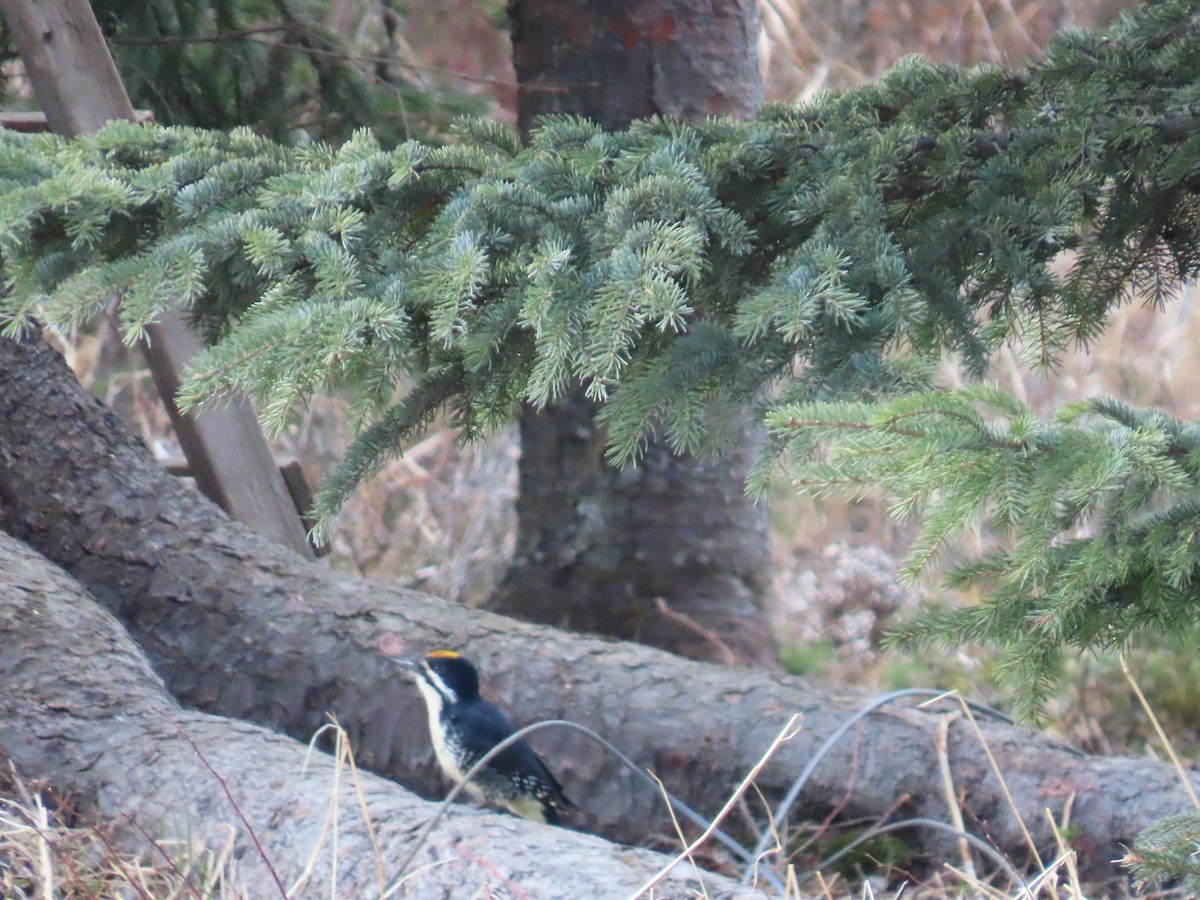 Black-backed Woodpecker - ML618009143