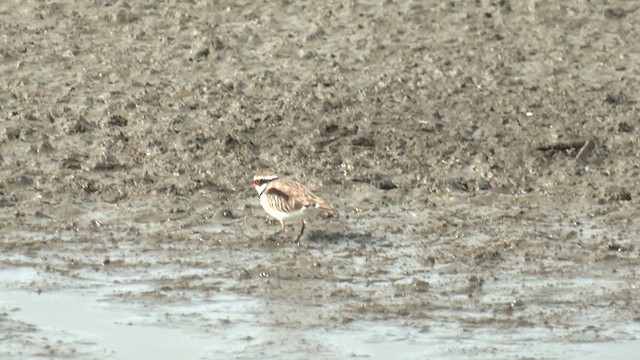 Black-fronted Dotterel - ML618009144