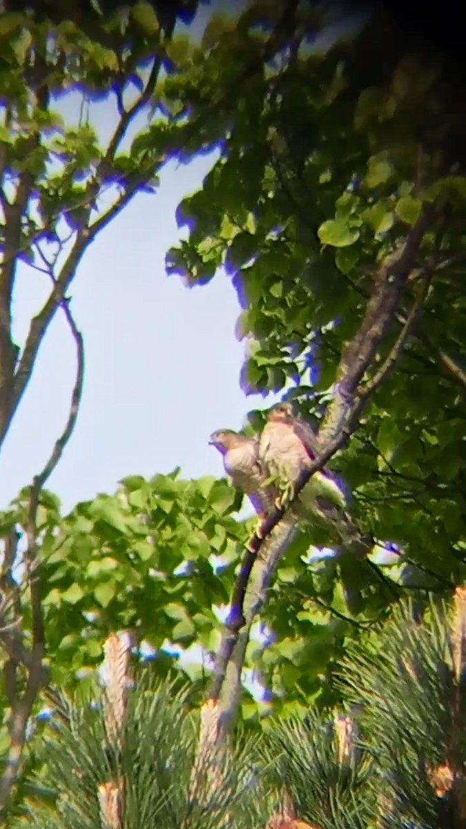 Eurasian Sparrowhawk - Laurent Pascual-Le Tallec