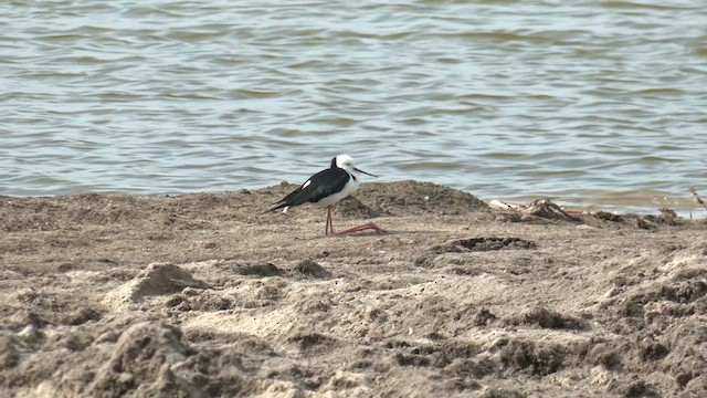 Pied Stilt - ML618009206