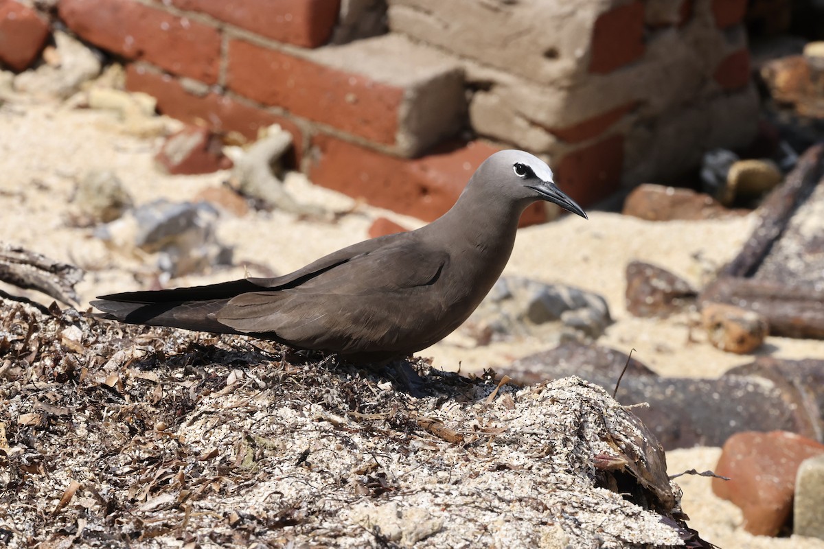 Brown Noddy - Alice Church