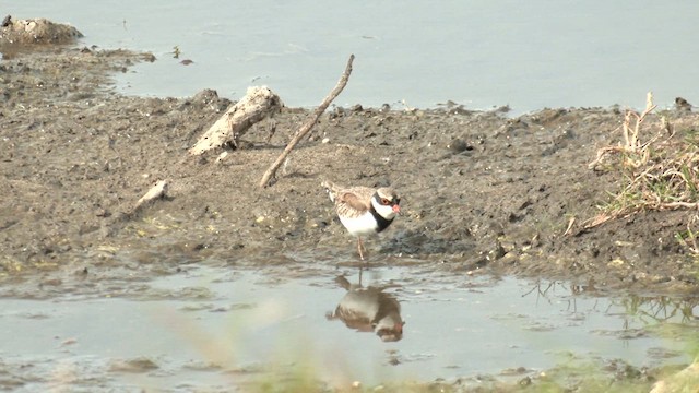 黑領高蹺鴴 - ML618009209