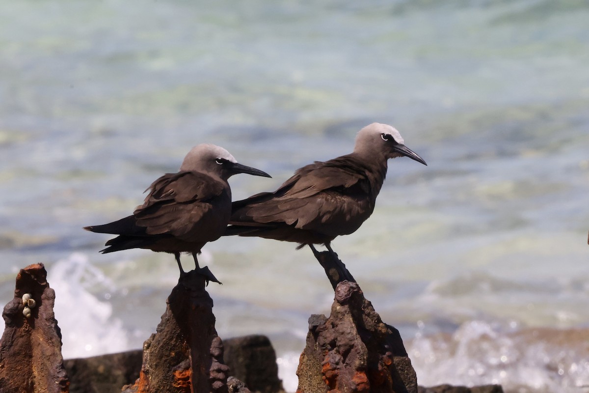 Brown Noddy - Alice Church