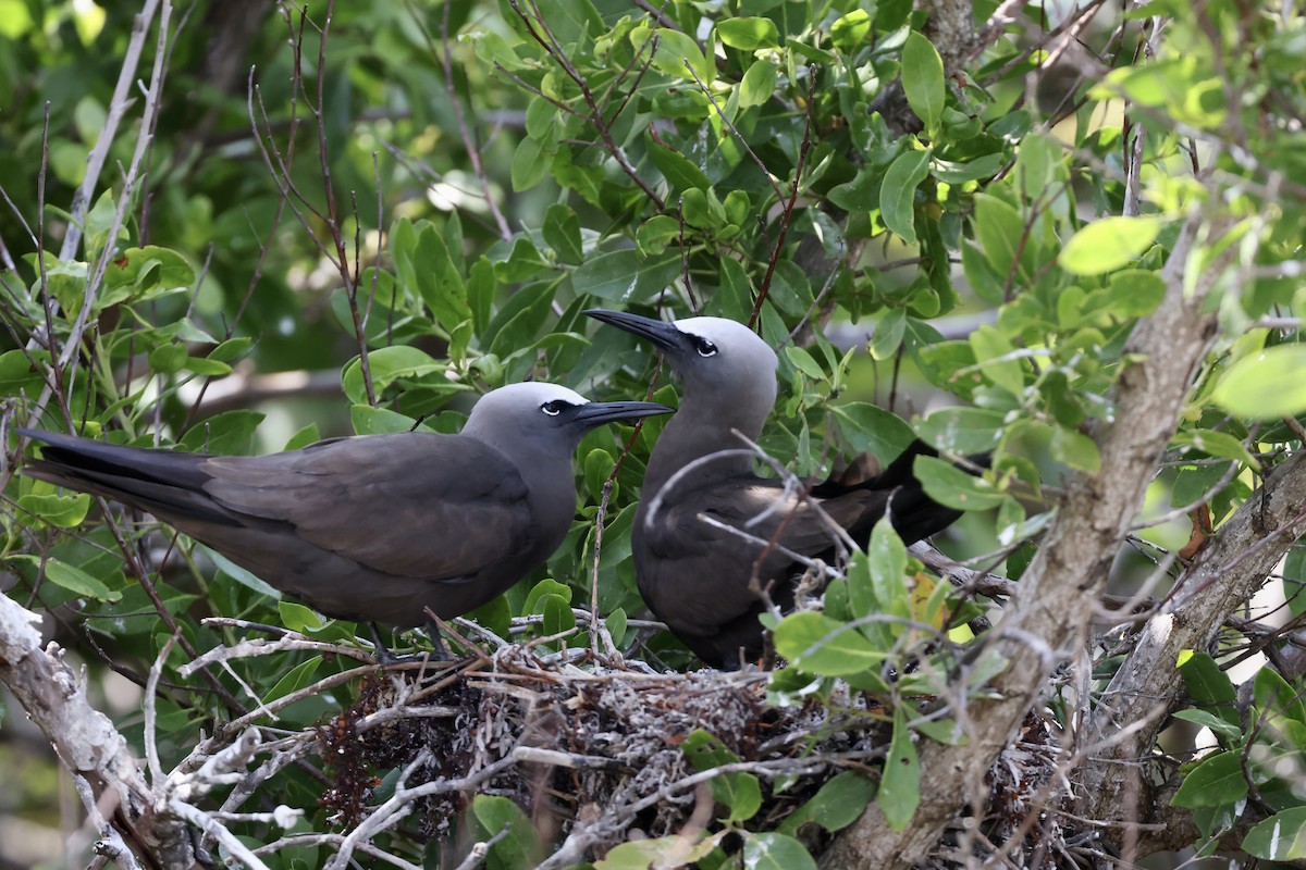 Brown Noddy - Alice Church