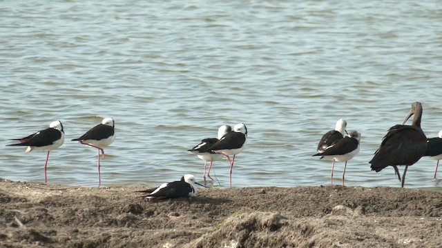 Pied Stilt - ML618009253