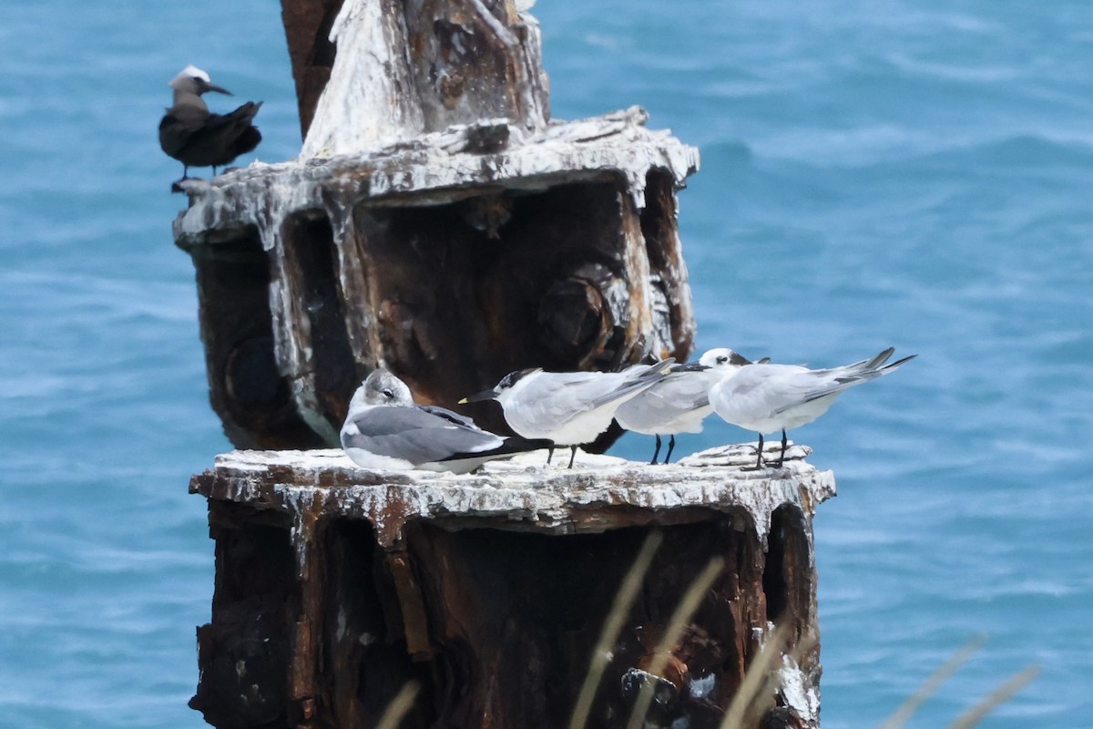 Sandwich Tern - ML618009258