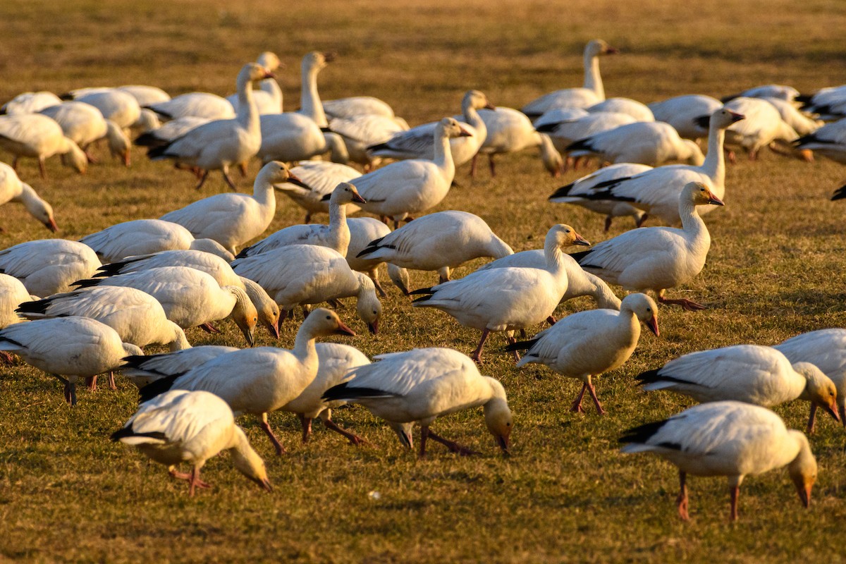 Snow Goose - ML618009272