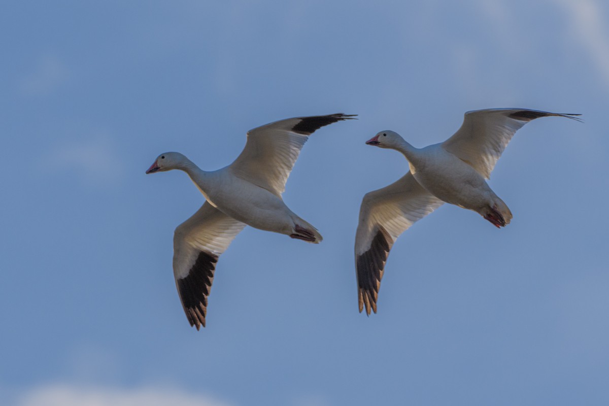 Snow Goose - ML618009273